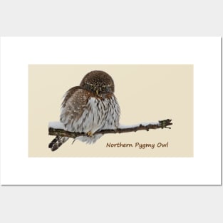 Northern Pygmy Owl Posters and Art